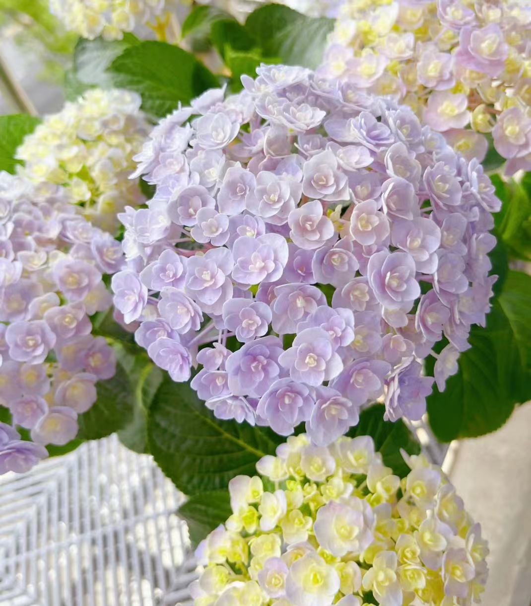 하늘색(꽃 보물) 10갤런 - 높이 - 약 1m - 나무 프레임 ¥588.9 - 냄비 포함