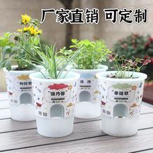 罐小吸迷你植物盆栽幼儿园儿童DIY种植草头植物发芽盆栽桌面绿植