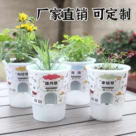 罐小吸迷你植物盆栽幼儿园儿童DIY种植草头植物发芽盆栽桌面绿植