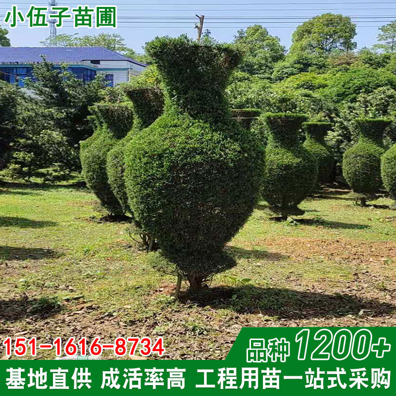 湖南园林植物基地 龙柏花瓶造型园林工程绿化精品庭院树 规格齐全