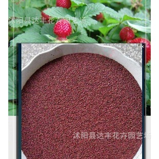 ��ݮ�N�����l���ݲ� ������ ��צ�L�·Nѿ�ʺ� ����ֱ�l����ă�