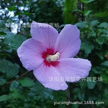 ���羳��؛��ľ�ȷN�Ӽt��ľ�ȷN��ľ�޷N���G�l�N�ӳ��_ĺ�仨��