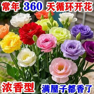Lisianthus Flower Seeds, Sunflower Double Petals, Four-Season Sowing Seeds, Easy-To-Live Flower Seedlings, Indoor and Outdoor Collection