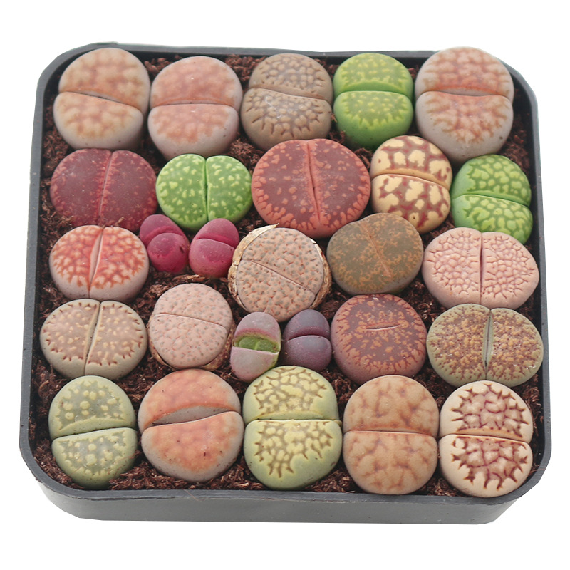 多肉彩色混生石花批發壹盆25顆生石花盆栽Lithops石頭花批發帶盆