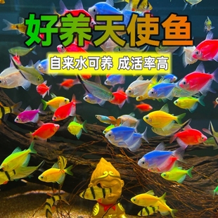 热带大号天使鱼好养耐活冷淡水自来水观赏鱼家庭鱼缸宠物小型鱼苗-阿里巴巴
