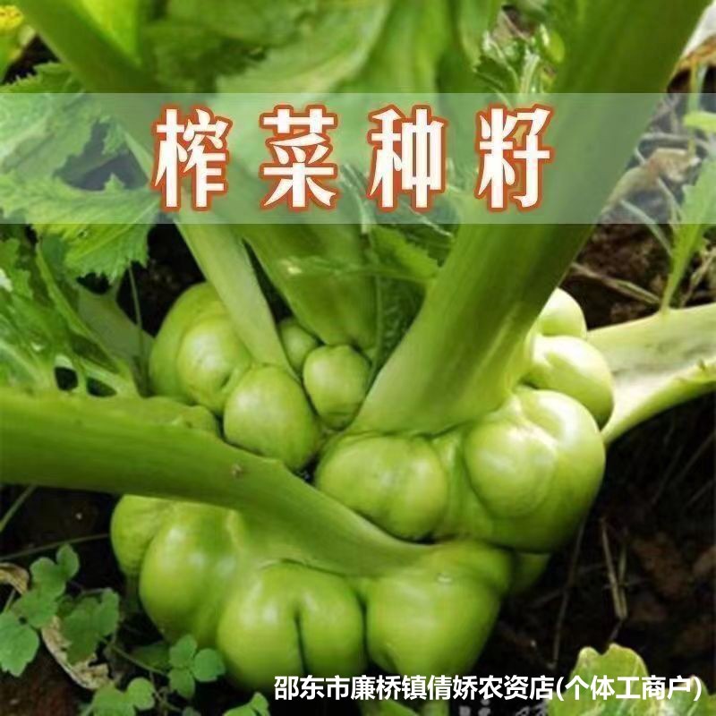 榨菜种子大全南北方大头菜四川榨菜蔬菜种籽原装种子大全批发代发