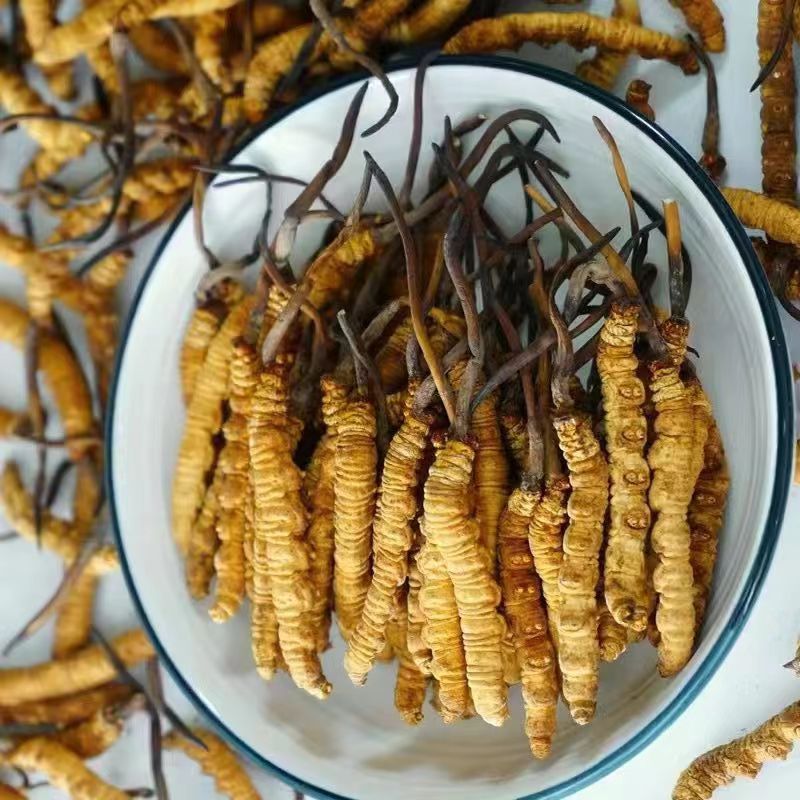 Cordyceps Sinensis Dong Chong Xia Cao Wild Caterpillar Fungus Dried Whole Pieces Nagqu Tibet Gift Box in use