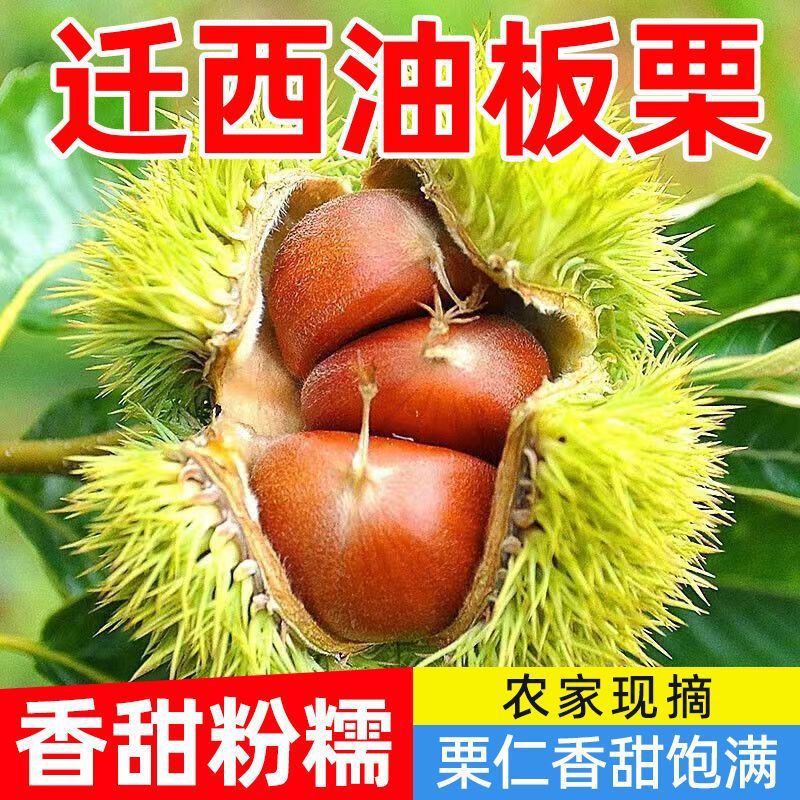 0.55kg개의 중간 과일을 맛보세요 [먹기에 부족함] - 정통 Qianxi 기름밤 [백년 된 나무]