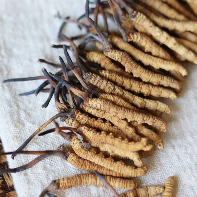 Take Tibet as an example of high-altitude first-class golden freeze-dried without blocking grass without toothpick wine nourishing whole herb Cordyceps.
