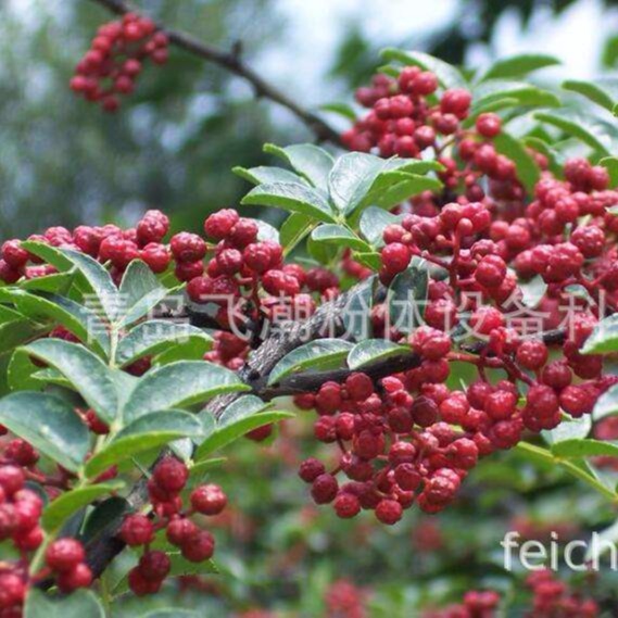 青花椒 红花椒 花椒 蜀椒 川椒 花椒粉 液氮超低温研磨机