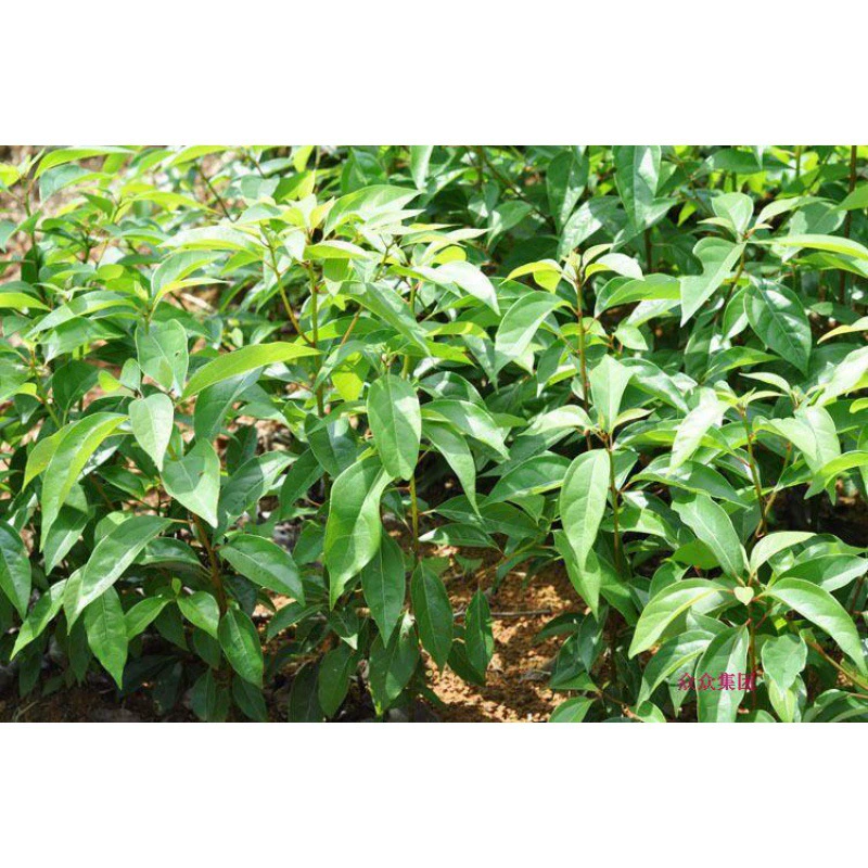Саженцы камфорных деревьев Озеленение Садовые растения Большие и маленькие листья Камфорные деревья Посадка на юге и севере