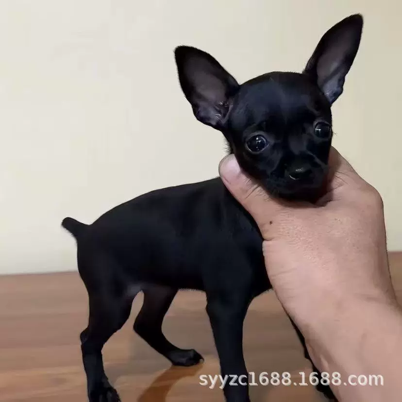 出售纯种小鹿犬幼犬小鹿犬活体铁包金小鹿犬迷你小鹿犬棕色小鹿犬