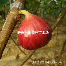 红矮生无花果树苗特大无花果苗南北方种植室内外庭院种新品种果树