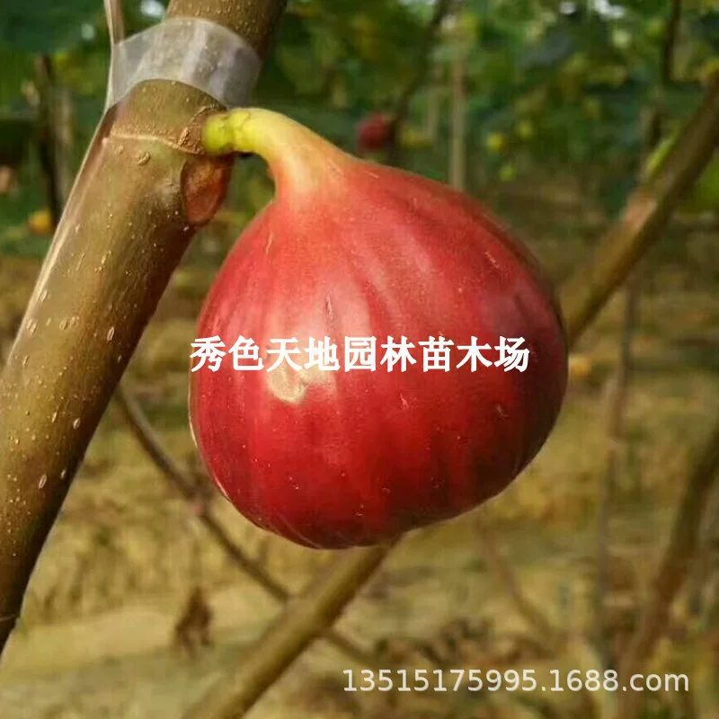 Саженцы красного карликового инжира, очень большие саженцы инжира, новые сорта плодовых деревьев для посадки в северных и южных дворах в помещении и на открытом воздухе.