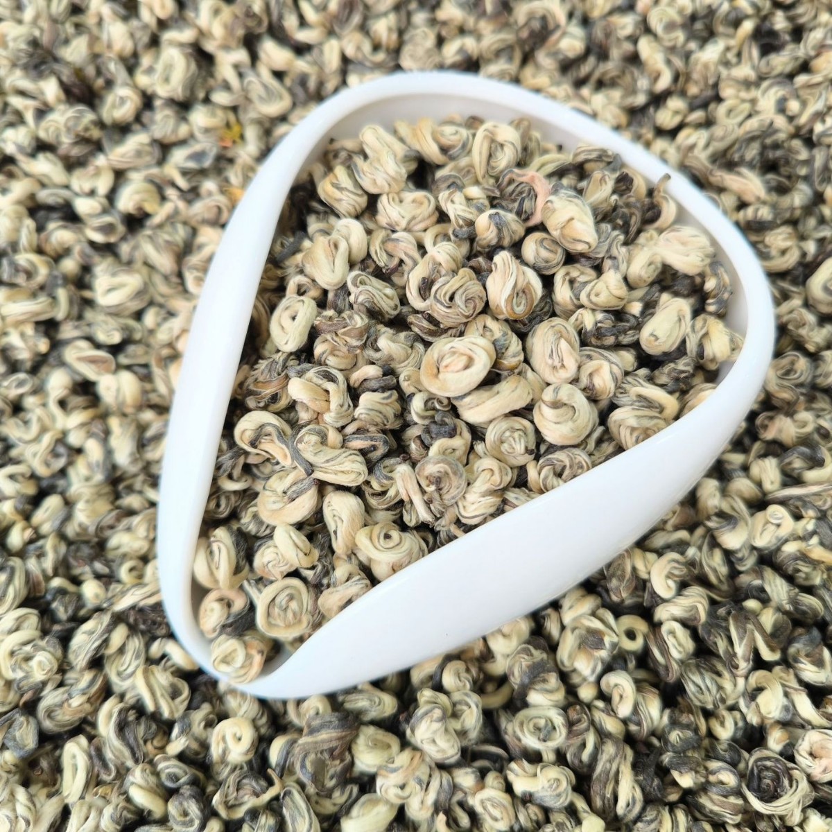 25年横县茉莉花茶 玉螺王1号  浓香玉螺圆螺厂家批发散装袋装代发