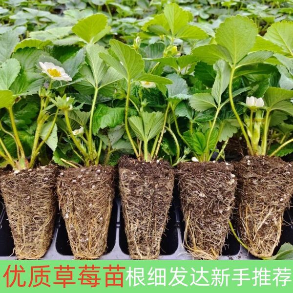 cream strawberry all-season
