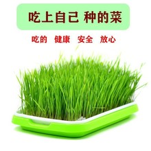 ѿ������P�бP ��ѿ�Nֲ�Pˮ��lѿ�� �o�������߲��p���O�����