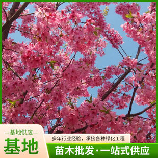 �G����ľ�����L����ͥԺ�ձ��ѻ�����������ј�������ϱ����Nֲ