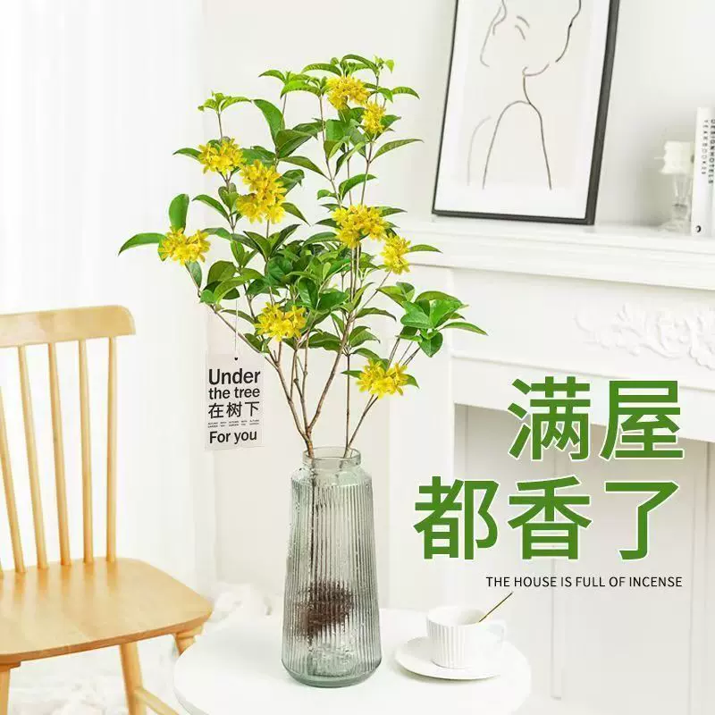 【水培桂花】盆栽树苗水养植物花苞四季室内鲜切花好养浓香型绿植