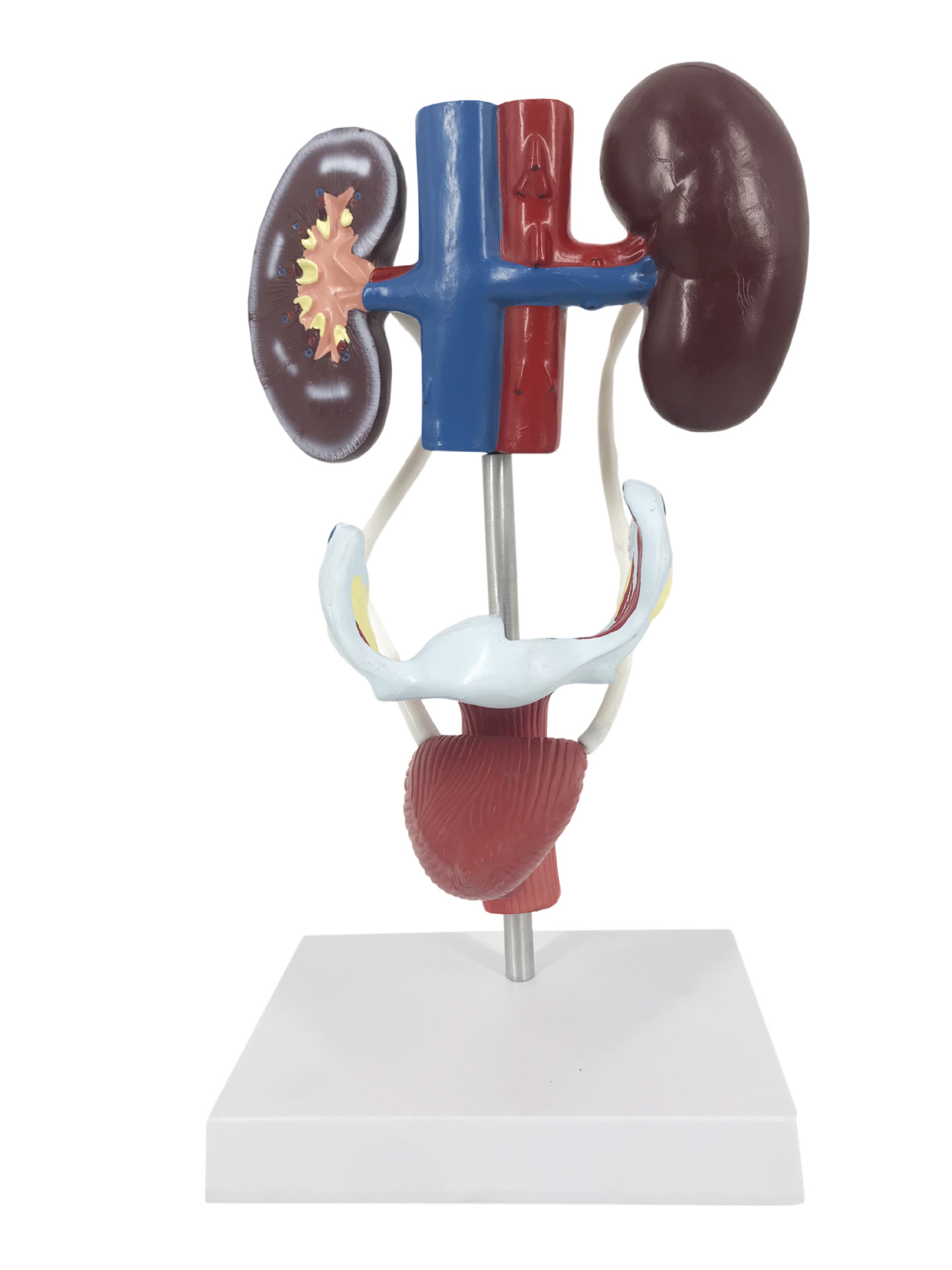 U012 female urogenital system anatomy model