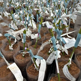 松紧带;其他橡胶带;橡胶捆绑带