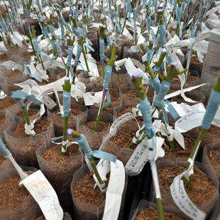 stretch tie tape seedling tie branch stretch long band