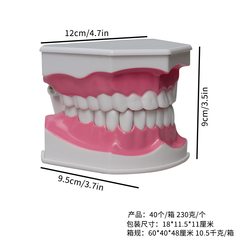 Modelo dental con el modelo dental del cepillo de dientes que enseña el instrumento oral de la dentadura modelo Dental 2 veces