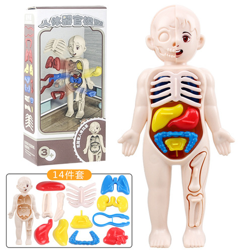 Children's science and education cognitive toy human organ structure model assembly matching medical early education gift for boys and girls