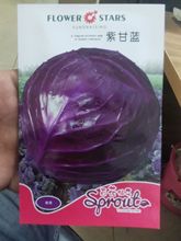 紫甘藍種子紫色包心菜種子紫色甘藍種子秋冬蔬菜種子200粒