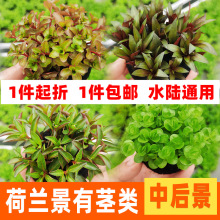 鱼缸室内装饰活体造景水陆通用坨草荷兰景有茎类宫廷菊花红梅丁香