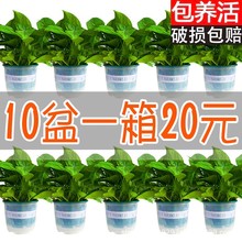 110绿萝120盆栽室内水培绿植物净化空气花卉绿箩吊兰盆景基地直发