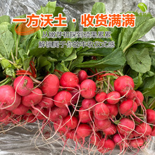 �����}���N�Ӽtˮ���}���˷N���҃��̨�����ļ��׷N�߲�ˮ���N��