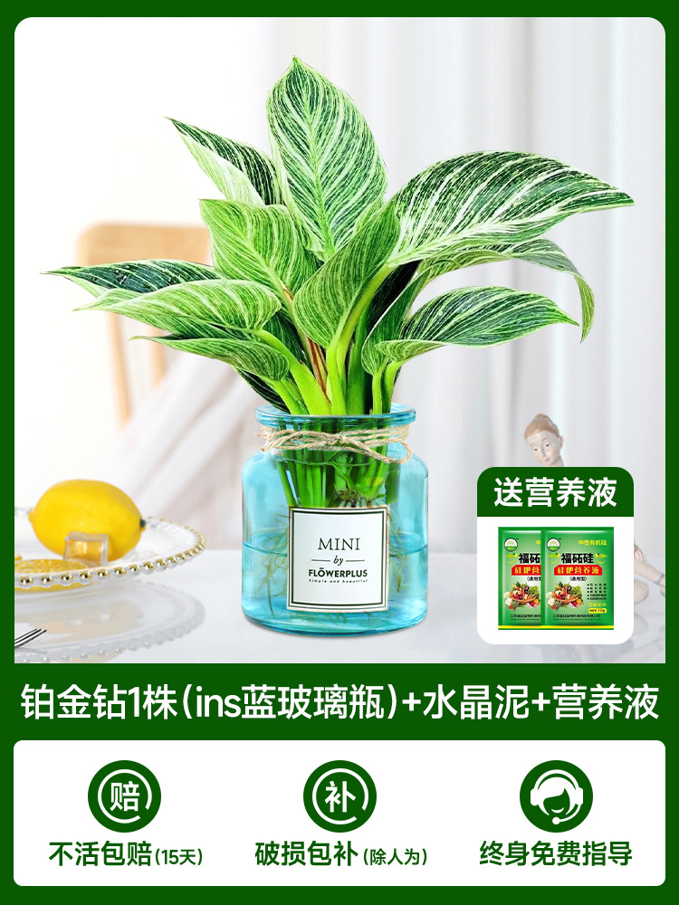 수경 백금 다이아몬드 [파란색 유리병 내부] + 무료 크리스탈 머드 + 무료 영양액