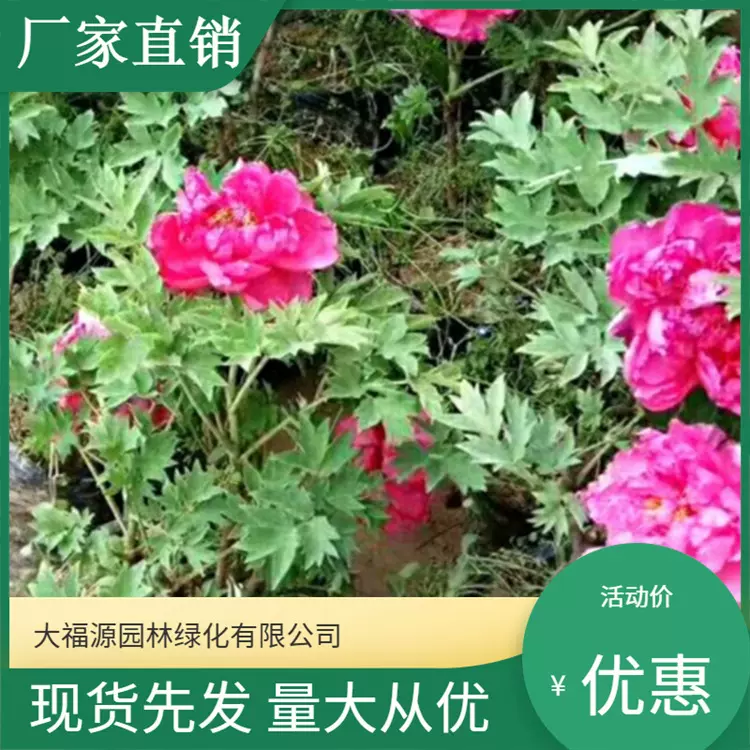 芍药根块带芽批发种根别离草牡当年开芍药花苗盆栽地栽种苗丹观花