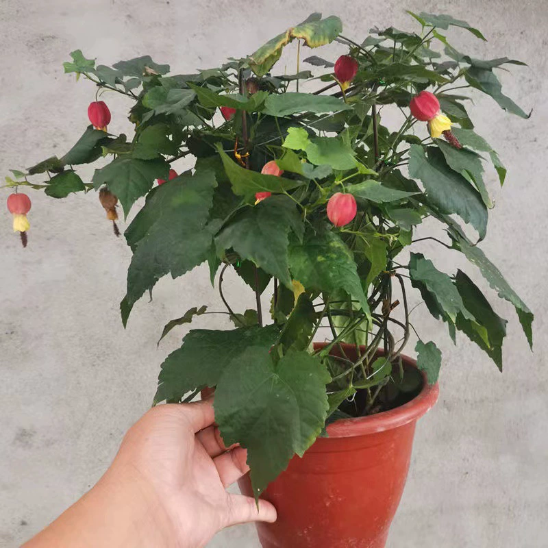 Виноградная лампа в горшке, рассада цветов, ползучие колокольчики, четырехсезонные цветущие растения, декоративные растения, дворовые цветы