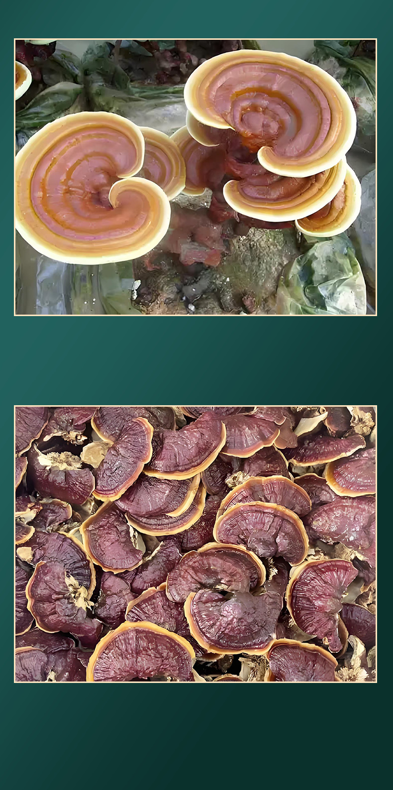 Dried Golden Edge Reishi Mushroom Ling Zhi for Soup 500g Shandong Bulk quality and texture