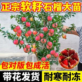 ����ʯ������Ԏ����o��ܛ���ش�ͻ��˹����ͥԺ�҃��Ϙ������辰