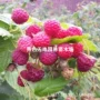 丰满地栽盆栽红黄树莓苗