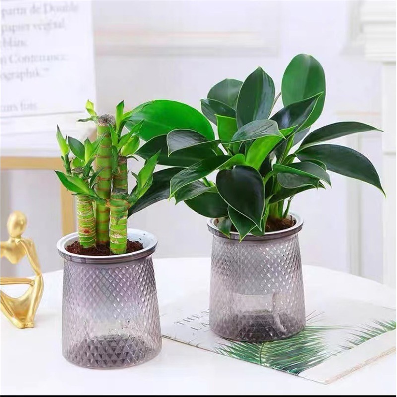 황금 다이아몬드 2개 세트 + 연꽃 대나무 + 별이 빛나는 화분 2개 + 영양액