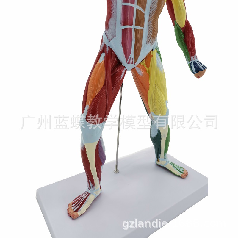 50CM�����˽��� ��������ģ��ҽѧ��ɫ����ȫ������ģ�� �˶��ṹ