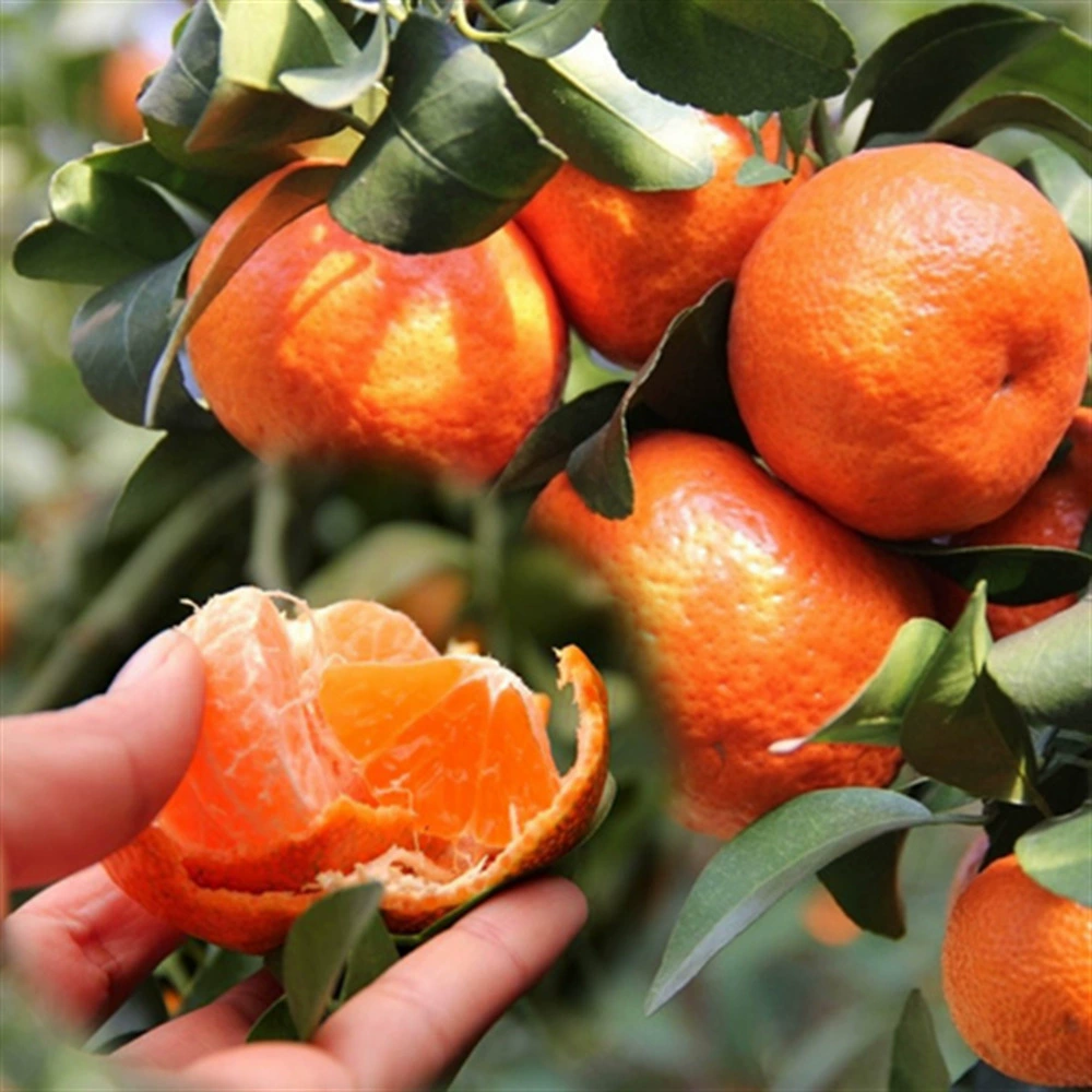 Прививка Xiangshan Red Beauty Aiyuan 28 № 38 Оранжевый Цитрусовый Рассада Песок Сахар Апельсин Фрукты Рассада в горшках Посадка