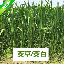 �������l����ˮ�ԹS��ֲ�� �������������Բ���ʳ�����׸߹S����