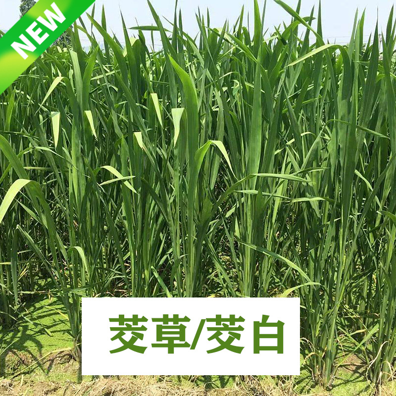 基地批发茭草水菰笋生植物 茭白苗菰米茭菰菜苗食用茭白高笋茭草