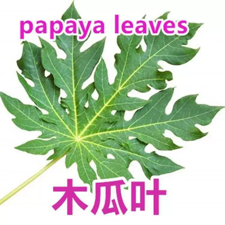 烘干木瓜叶 番木瓜叶干叶 papaya leaf 木瓜叶粉烘干木瓜叶