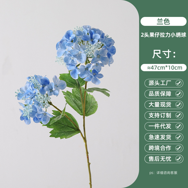 작은 수국을 당기는 푸른 2 머리 과일