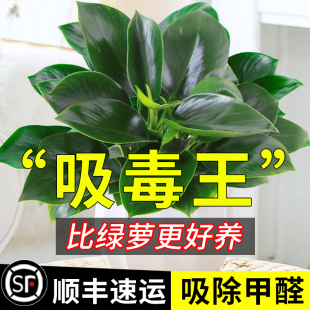 Platinum Diamond Potted Green Radish Basket Flower Plant Indoor Flower Hydroponic Green Plant Succulent Good Fortune Tree Absorbs and Removes Yellia Banyan