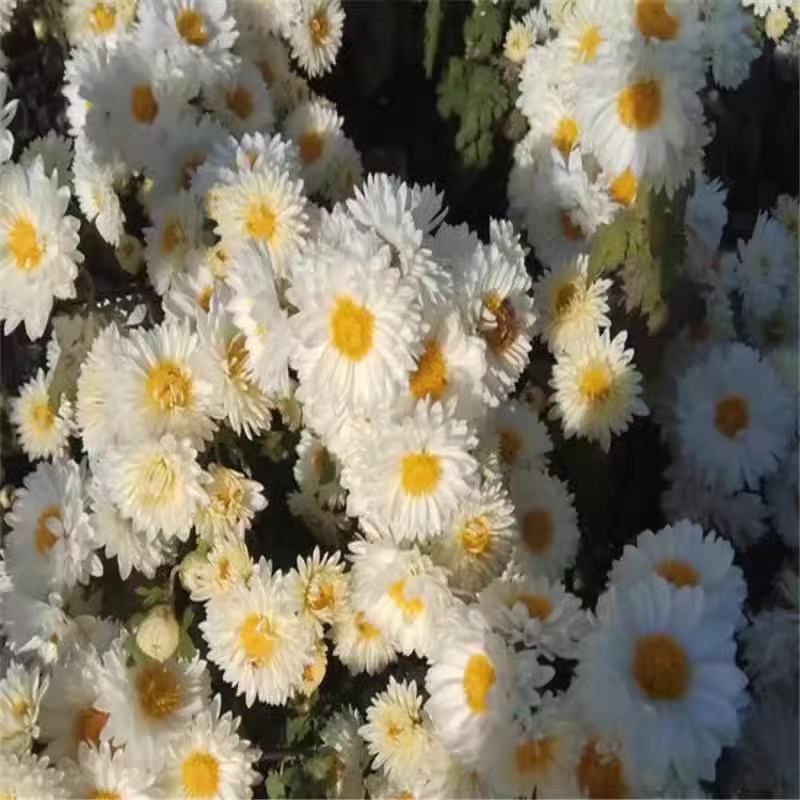 微信图片_20241105213131