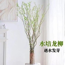 批发水培植物龙柳鲜枝切花水养绿植雪柳干支室内吊钟泡水长根装饰