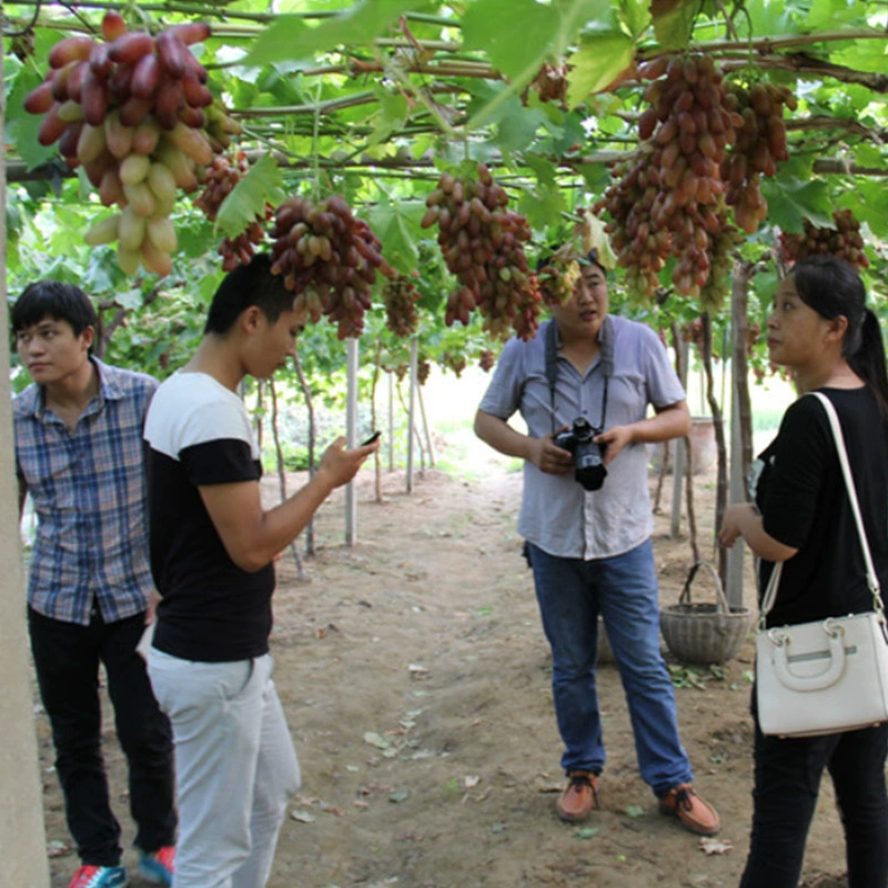 Рассада винограда База Привитые саженцы Красавицы Рассада винограда Юг и Север