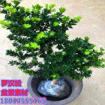 批发雀舌罗汉松小苗米叶罗汉松树苗黑珍珠贵妃日本红芽盆栽苗盆景